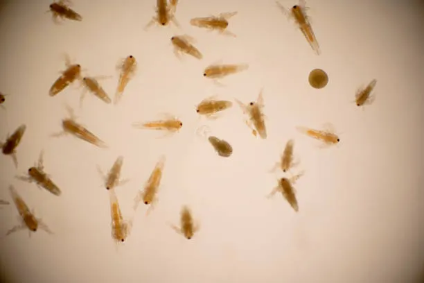 Upload microscopy image